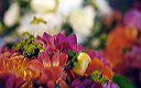 vivid_colors